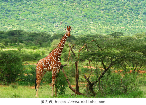 野外草原长颈鹿吃树叶动物